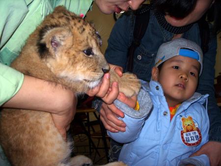 시각장애어린이가 동물학교 강사에게 설명을 들으며 아기사자를 만져보고 있다. ⓒ2008 welfarenews