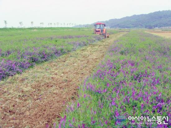  충청남도 서천군은 25일 친환경 쌀 재배 면적을 대폭 확충할 계획이라고 밝혔다. 헤어리베치를 비료로 활용하고 있는 친환경 재배단지(사진제공=충남 서천군청)  ⓒ2009 welfarenews
