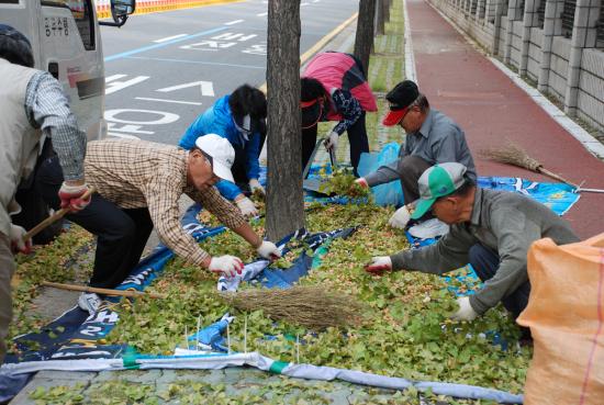 대전광역시 서구청은 관내 가로수 은행나무 열매를 채취하여 이웃을 위한 기금으로 활용할 예정 ⓒ2009 welfarenews
