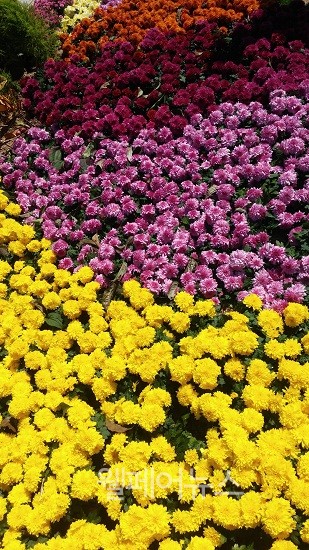 ▲ 국화꽃길이 펼쳐져 있는 가을꽃축제 현장