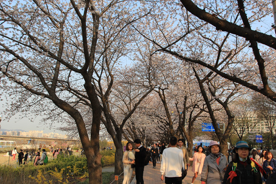 ▲ 제12회 영등포 여의도 봄꽃축제 모습