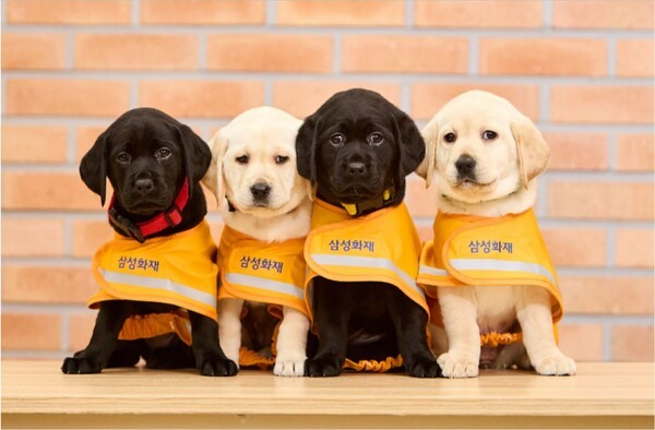 삼성화재가 26일 안내견학교 32주년을 맞아 기념식을 열었다.(사진=삼성화재)